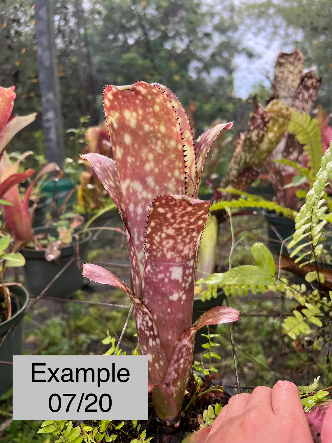 Billbergia 'Ole' – Tropiflora