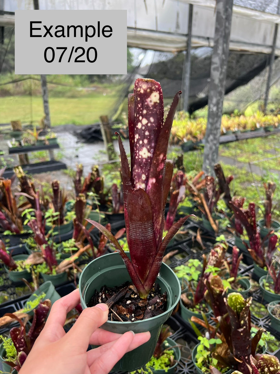 Billbergia 'Darth Vader' – Tropiflora