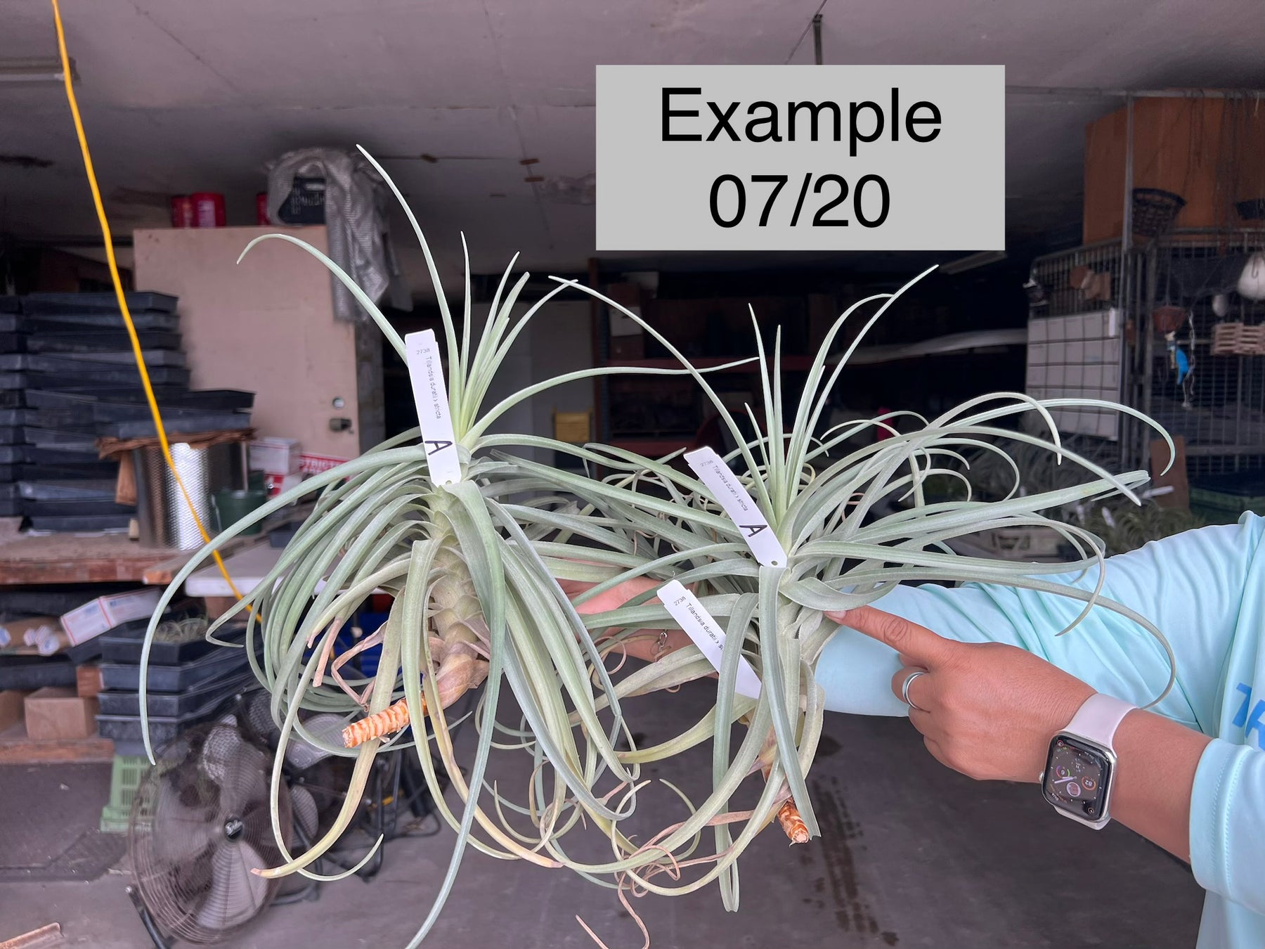 Tillandsia duratii x stricta – Tropiflora