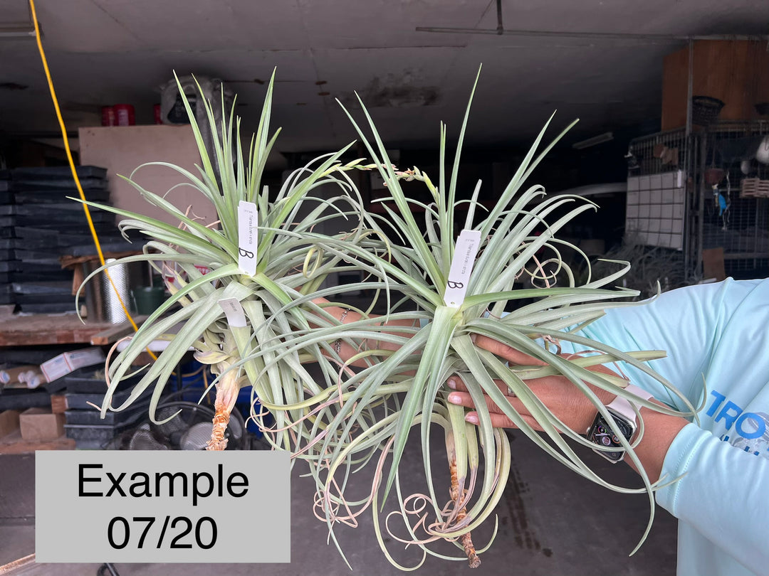 Tillandsia duratii x streptcarpa ティランジア Tillandsia duratii x stricta – Tropiflora