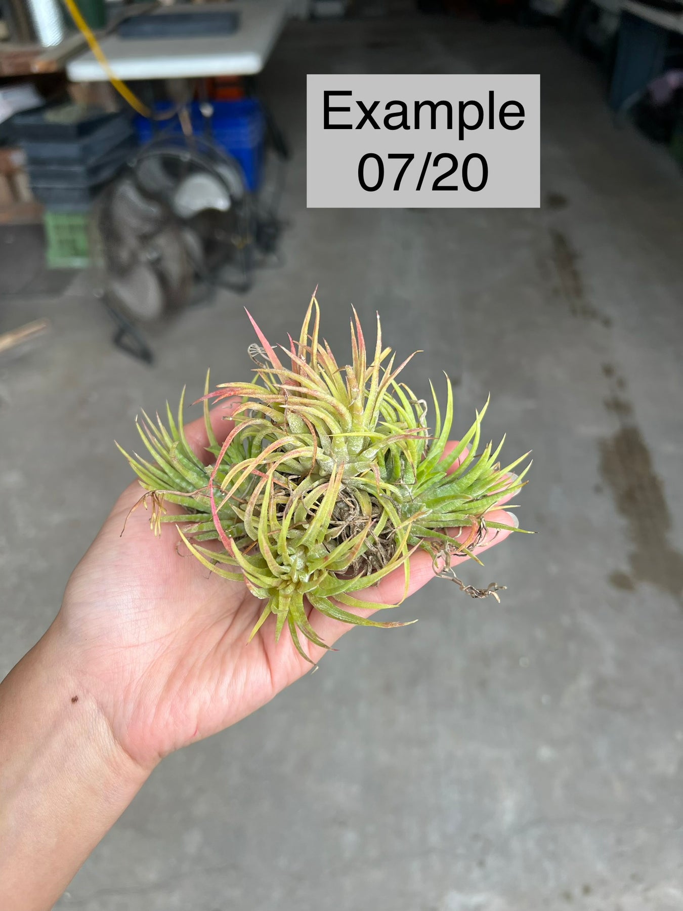 Tillandsia ionantha 'Mexican Zebra' – Tropiflora