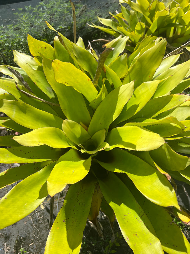 Aechmea microcephala