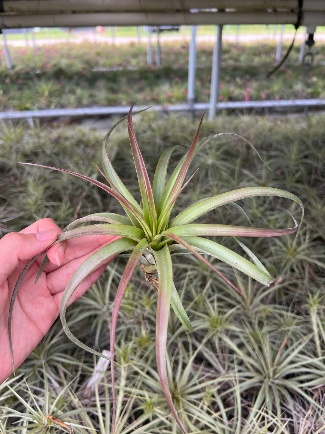 Tillandsia 'Ragtime' – Tropiflora