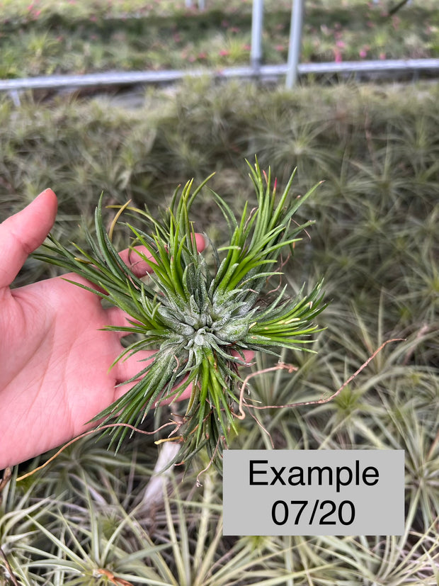 Tillandsia ionantha 'Fuego' – Tropiflora