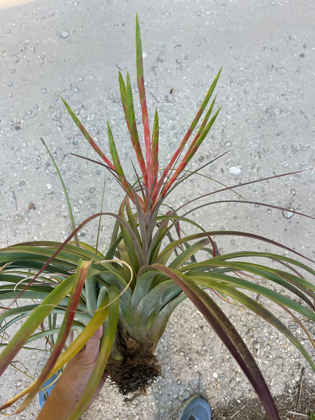 Tillandsia 'Queen's Fiesta' – Tropiflora