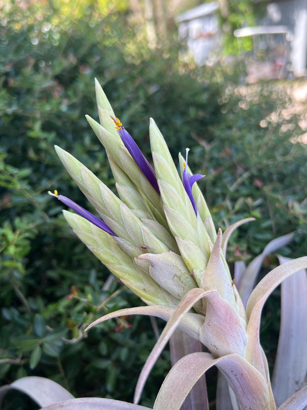 Tillandsia 'Michele'