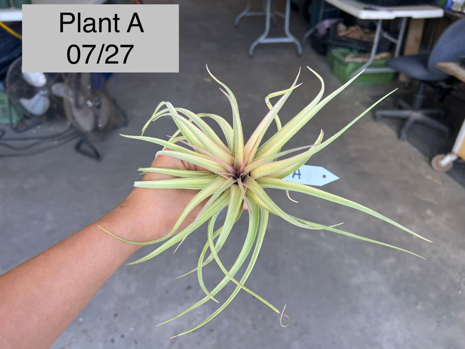 Tillandsia 'Extravagance' – Tropiflora