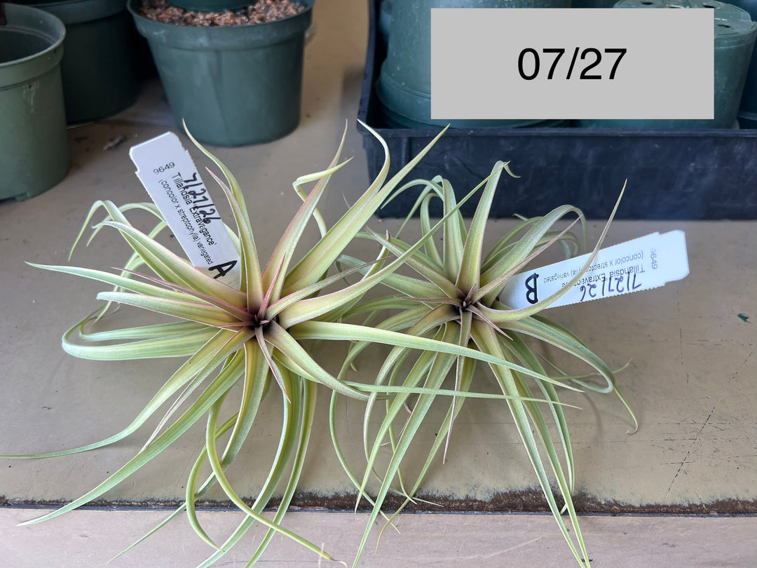 Tillandsia 'Extravagance' – Tropiflora