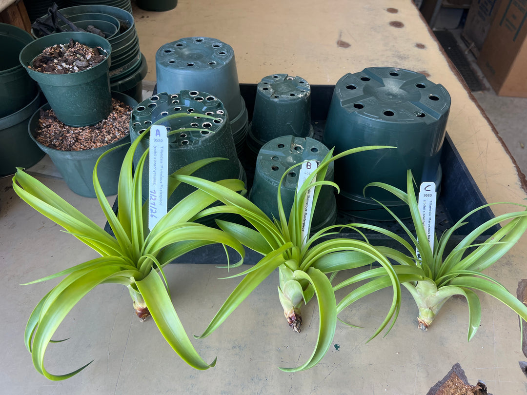 Tillandsia 'Marvelous Masterpiece' – Tropiflora