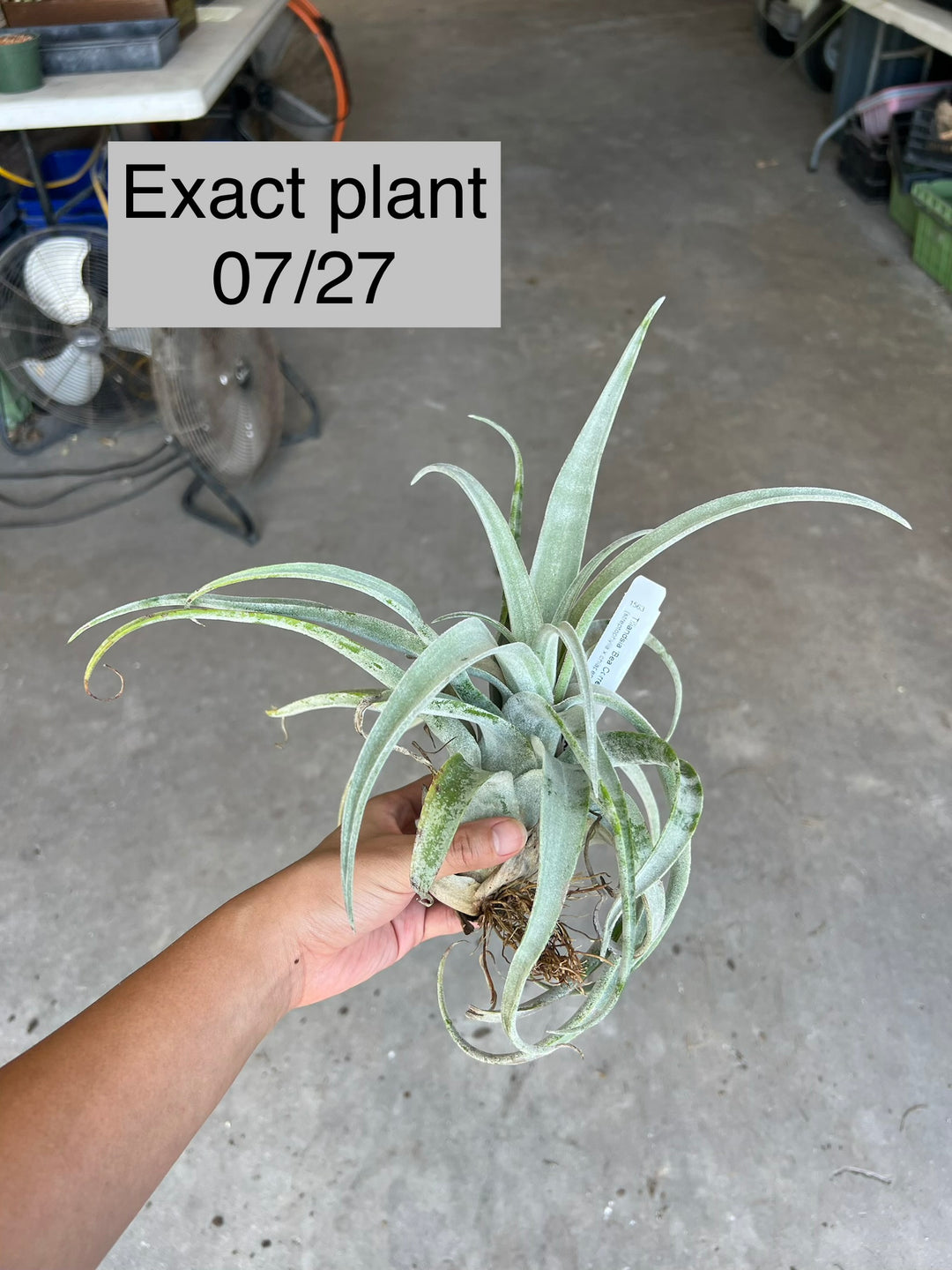 Tillandsia 'Bea Correale' – Tropiflora
