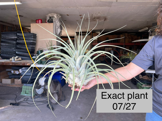 Tillandsia 'Cosmopolitan' – Tropiflora