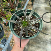 x Dycklirium 'Megalodon'