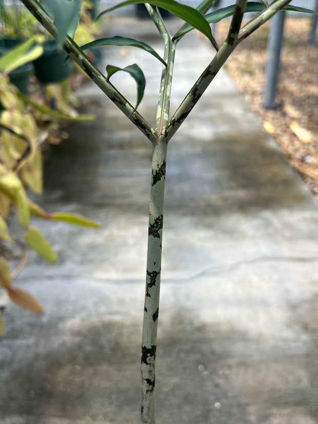 Amorphophallus species