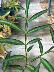 Amorphophallus species