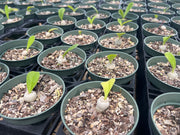 Euphorbia poissoni *BOGO*