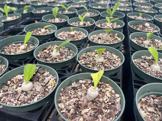 Euphorbia poissoni *BOGO*