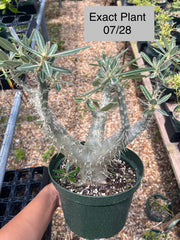 Pachypodium cactipes
