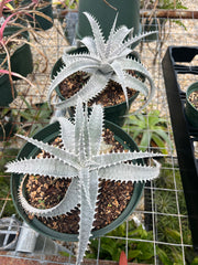 Dyckia 'Yeti'