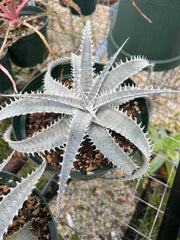 Dyckia 'Yeti'