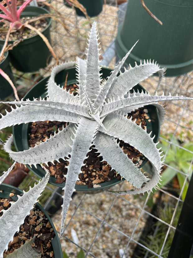 Dyckia 'Yeti'