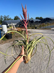 Tillandsia 'Whimsy'