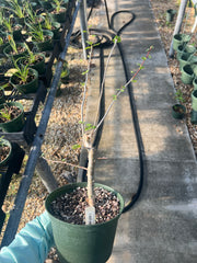 Commiphora wrightii