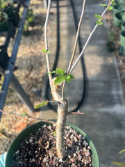 Commiphora wrightii