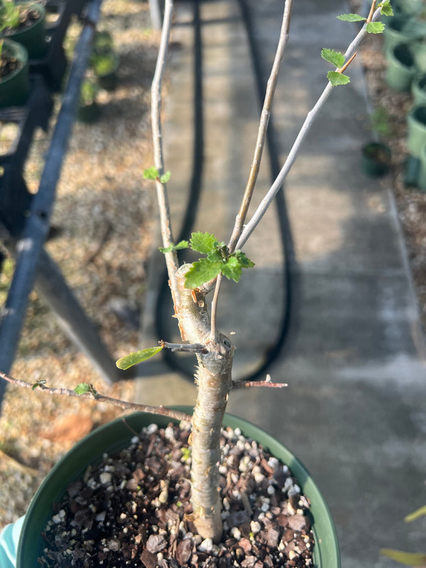 Commiphora wrightii