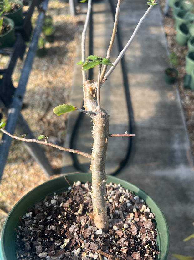 Commiphora wrightii