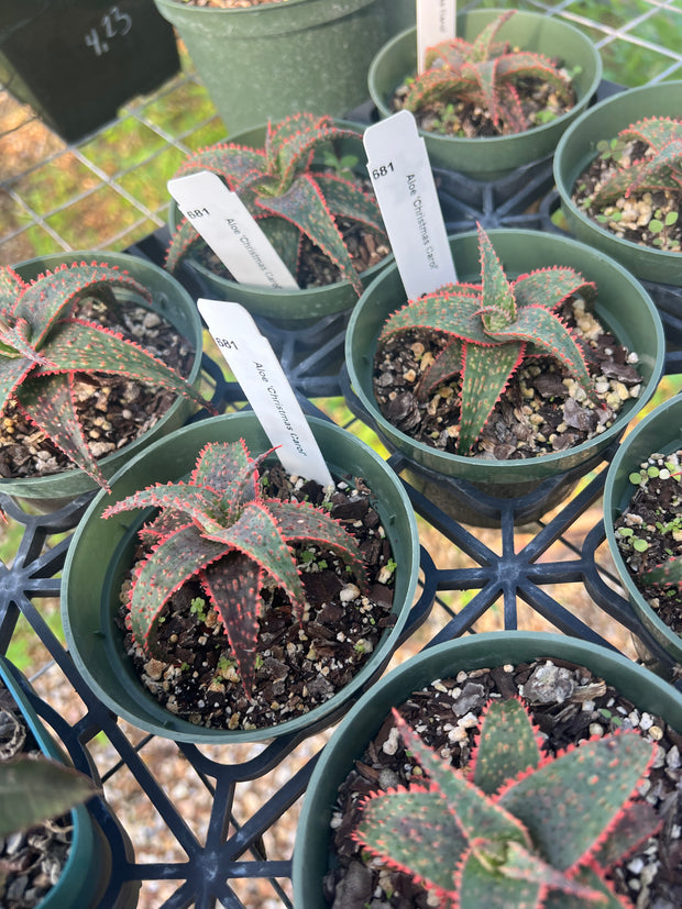 Aloe 'Christmas Carol'