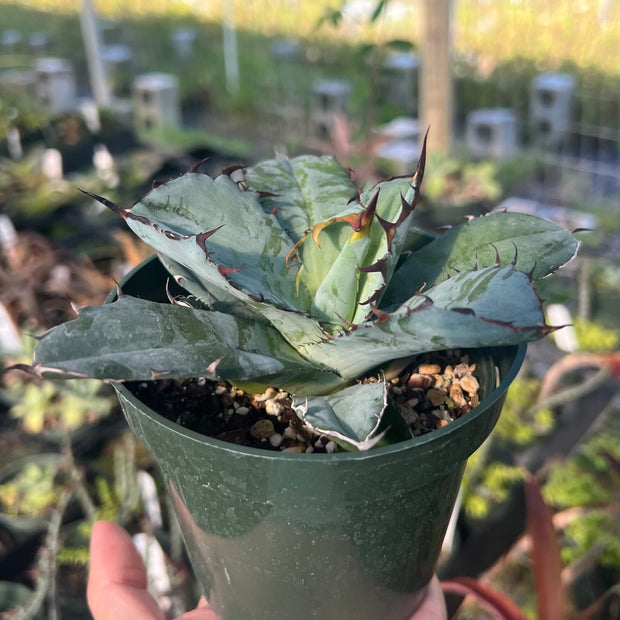 Agave titanota 'Black and Blue'