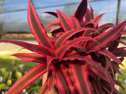 Cryptanthus 'Novistar'