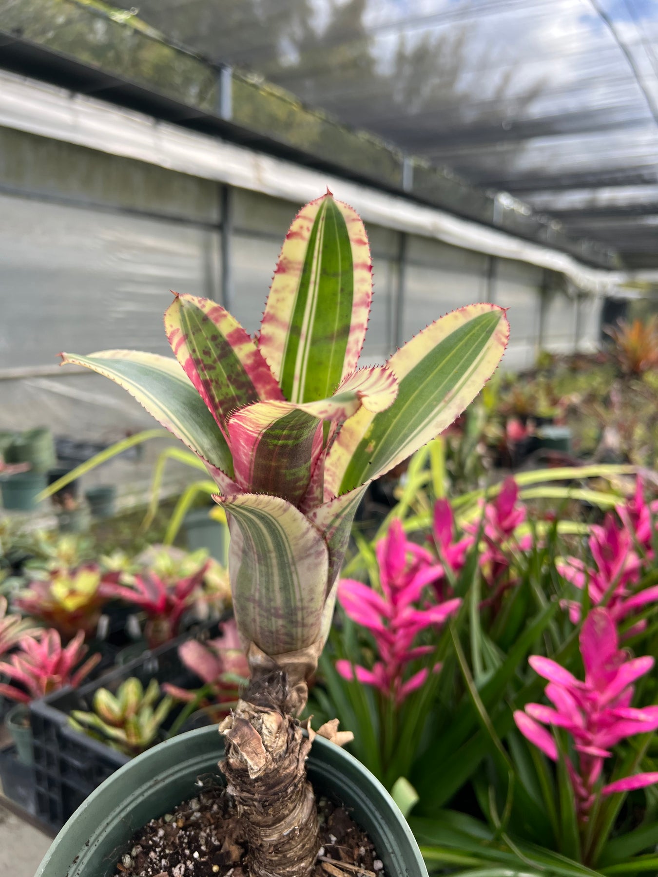 Neoregelia 'Captain Moxley' – Tropiflora