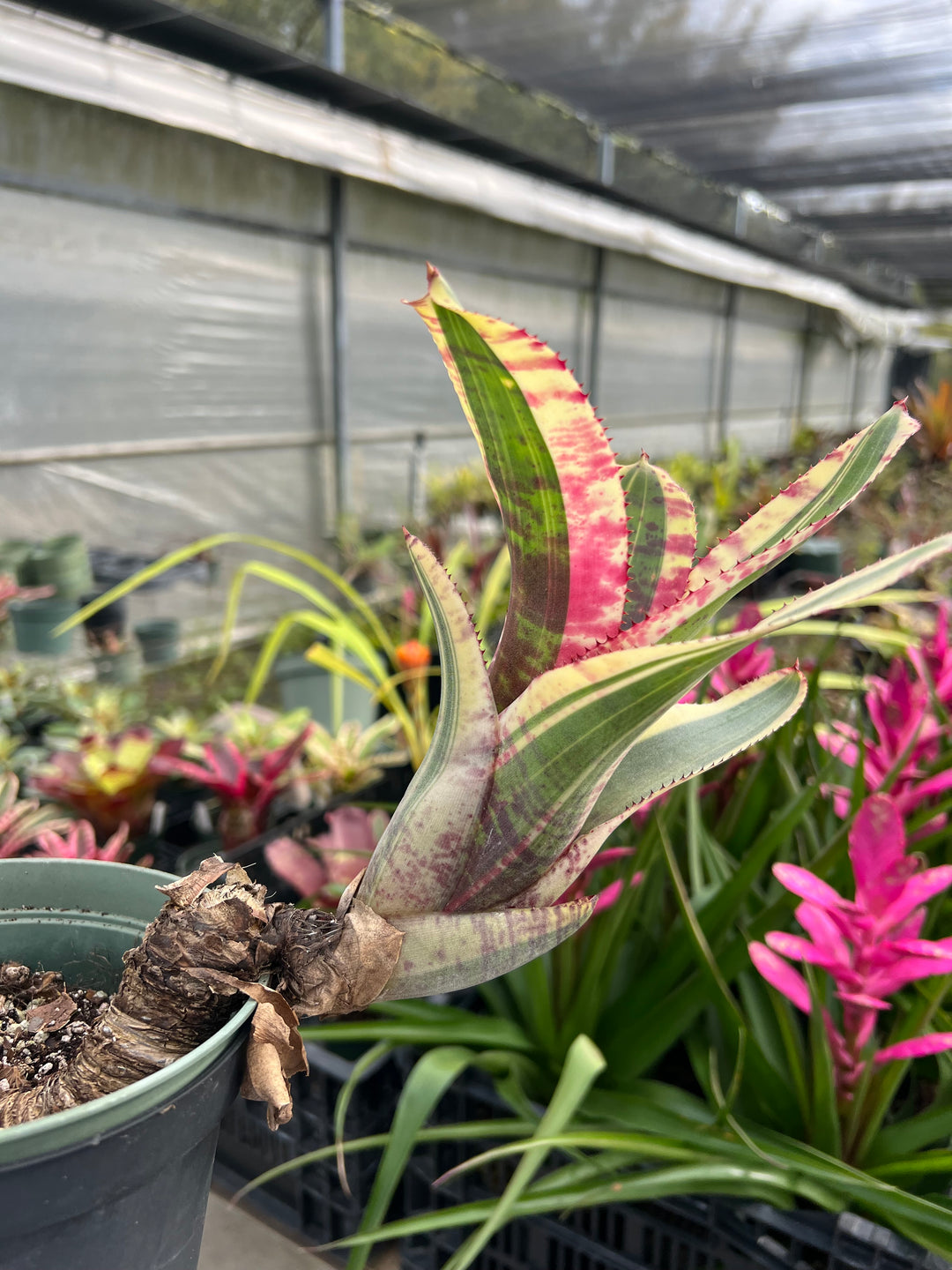 Neoregelia 'Captain Moxley' – Tropiflora