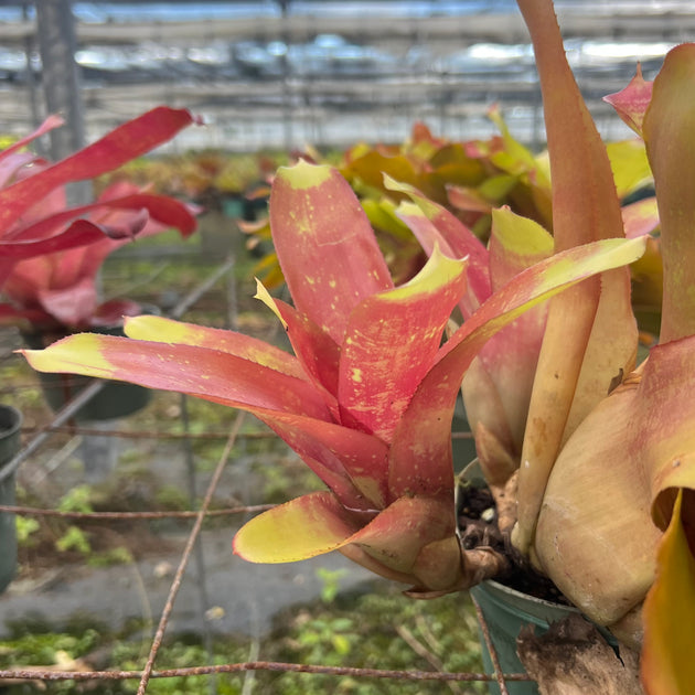 Neoregelia 'Torch Dancer' – Tropiflora