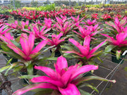 Neoregelia 'Donna' - FLASH SALE