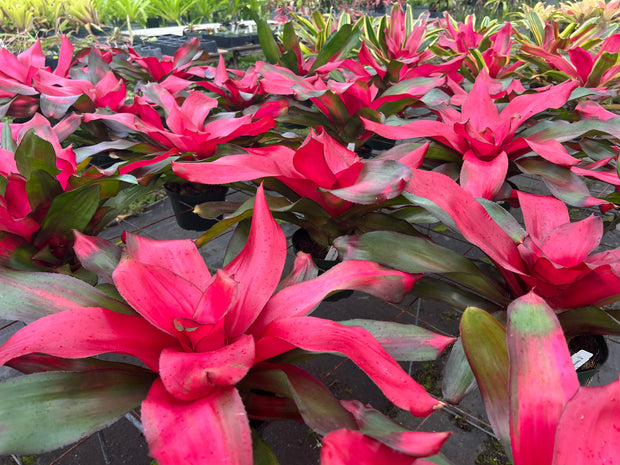 Neoregelia 'Magali' - FLASH SALE