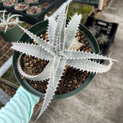 Dyckia 'Yeti'