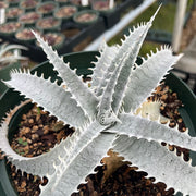 Dyckia 'Yeti'