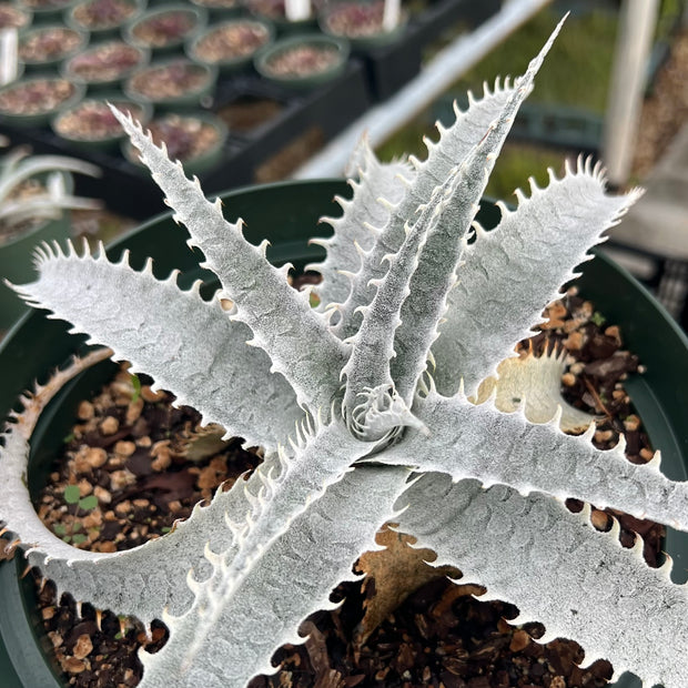 Dyckia 'Yeti'