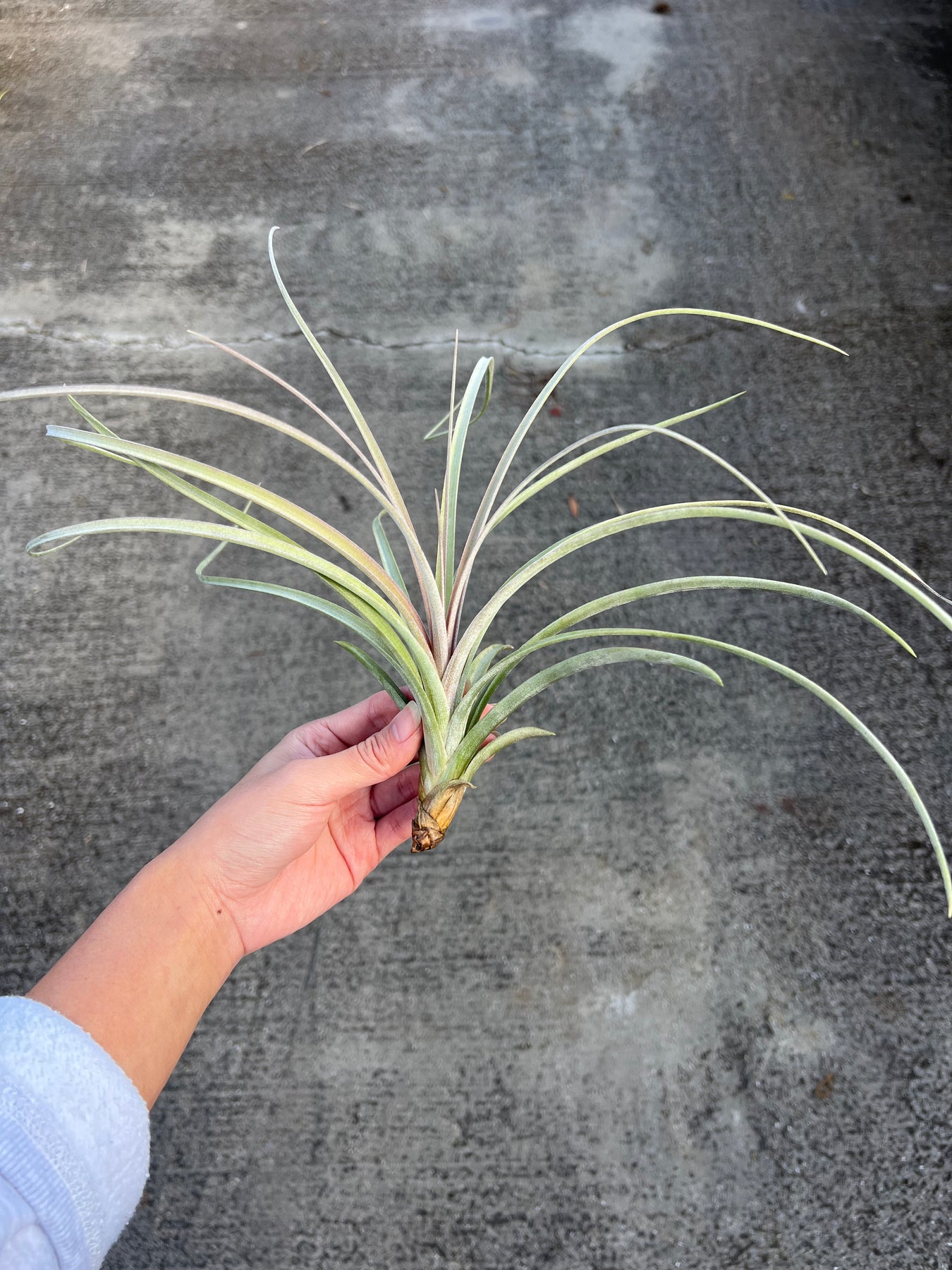 Tillandsia exserta – Tropiflora