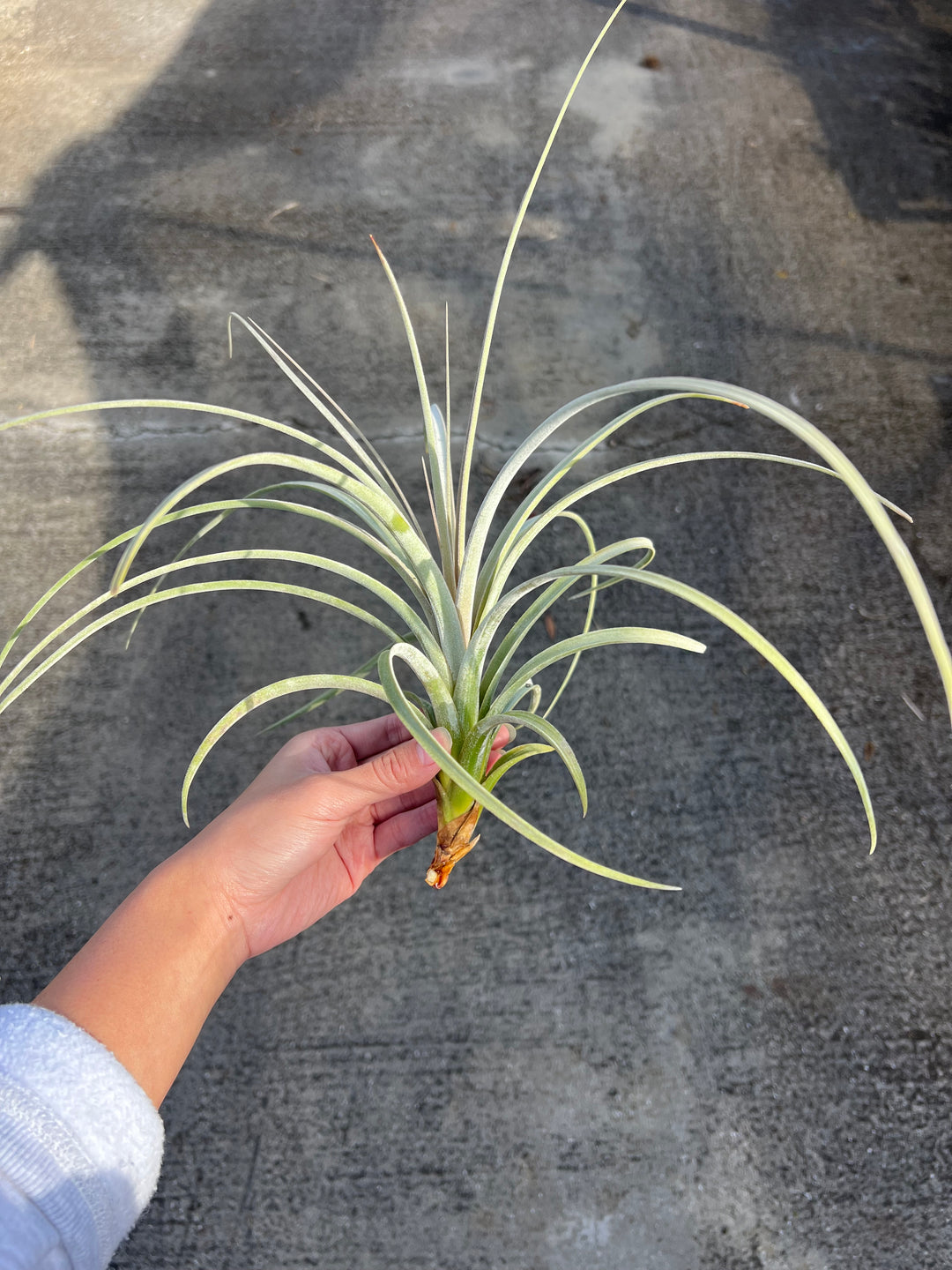 Tillandsia exserta – Tropiflora