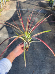 Tillandsia fasciculata 'Magnificent' – Tropiflora