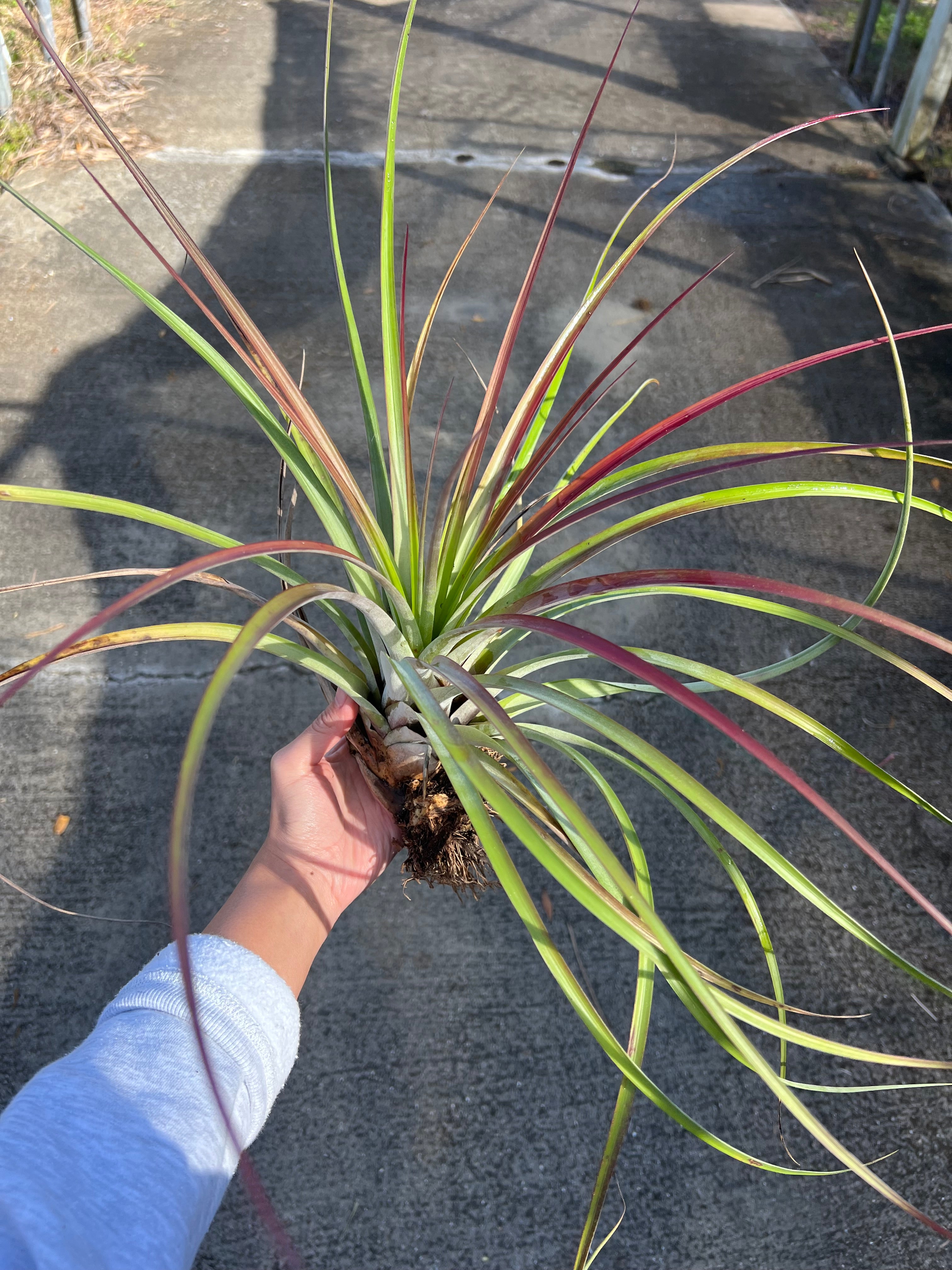 Tillandsia fasciculata 'Magnificent' - Thumbnail 5