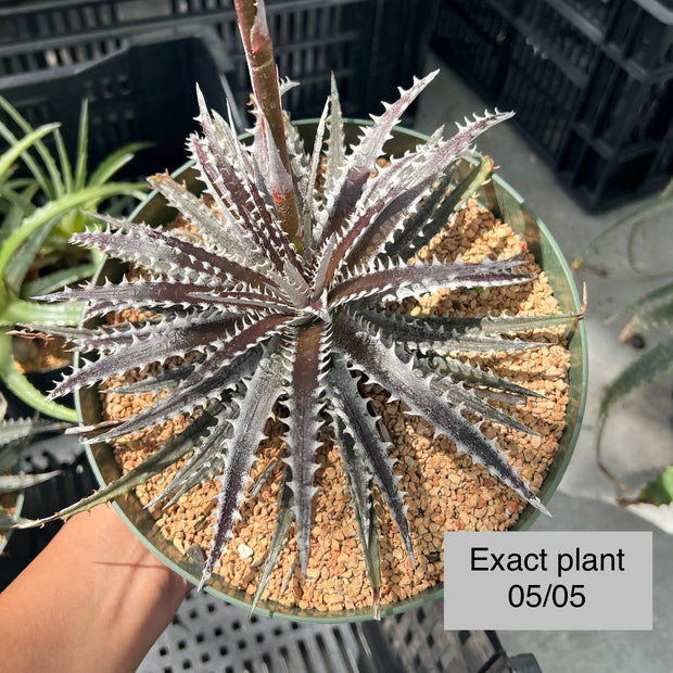 Dyckia macedoi x 'Heaven and Hell'