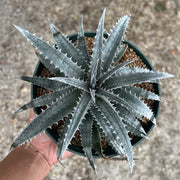 Dyckia 'Polar Bear'