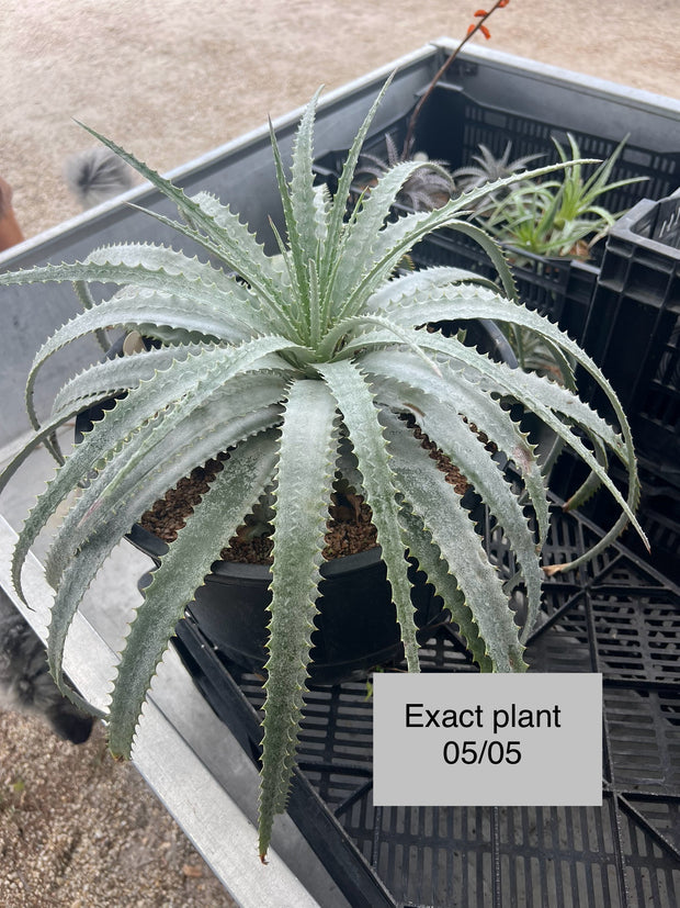 Hechtia 'Blanca'
