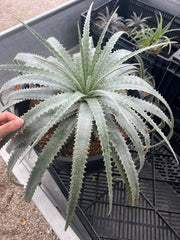Hechtia 'Blanca'