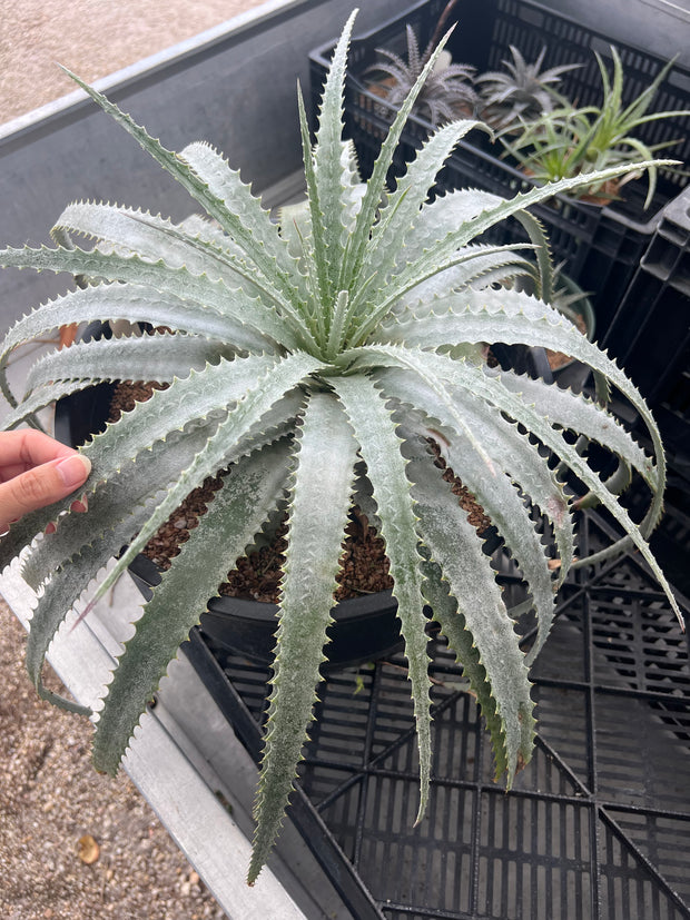 Hechtia 'Blanca'