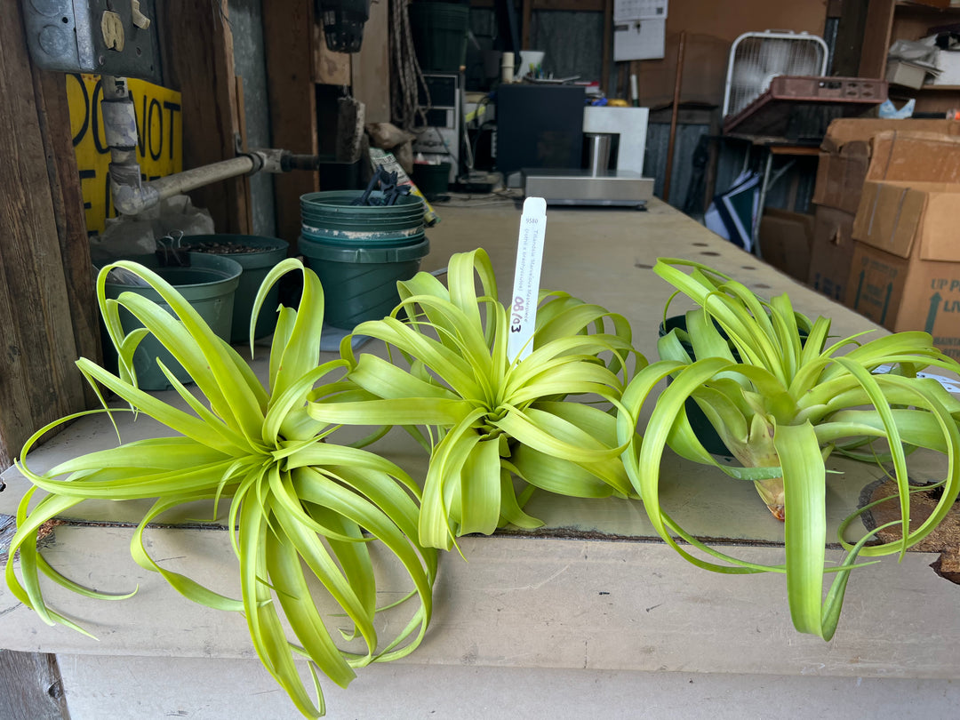 Tillandsia 'Marvelous Masterpiece' – Tropiflora
